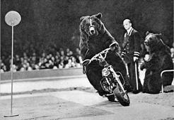 bear-riding-a-motorcycle-800x800