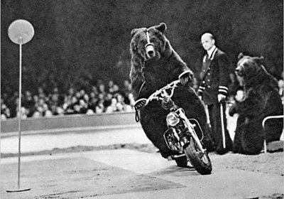 bear-riding-a-motorcycle-800x800