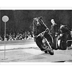 bear-riding-a-motorcycle-800x800