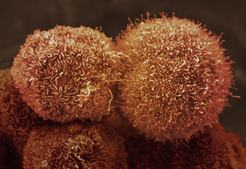 cells