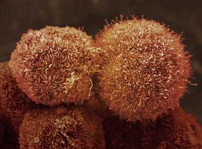 cells