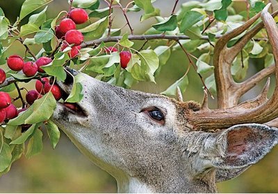 deer-food-1