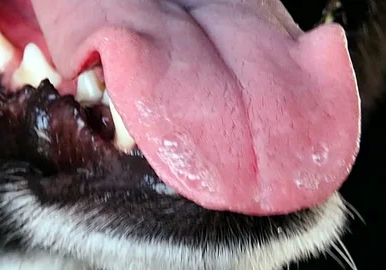 dog mouth