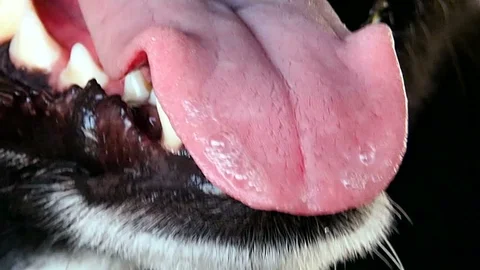 dog mouth