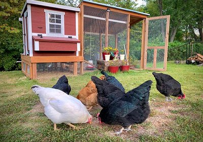 medium-chicken-coop-lifestyle-1_2048x