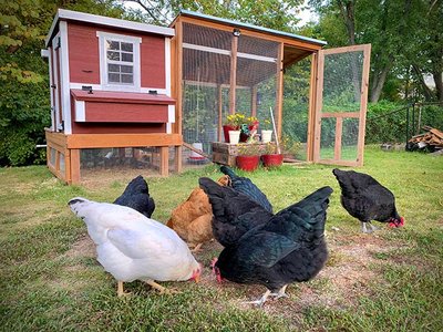 medium-chicken-coop-lifestyle-1_2048x