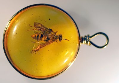 piltdownfly