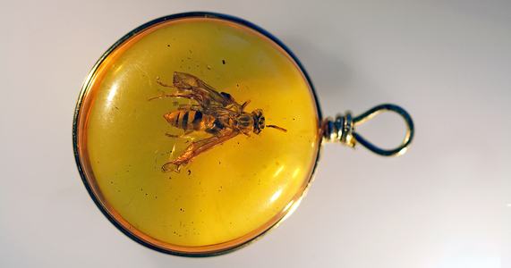 piltdownfly