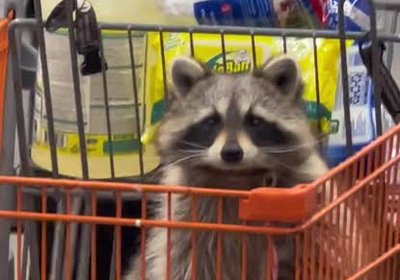 raccoon shopping cart