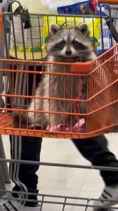raccoon shopping cart