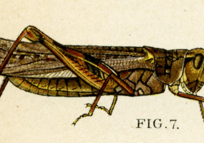 rocky-mountain-locust
