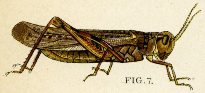 rocky-mountain-locust