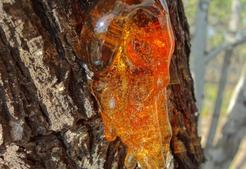 tree-sap-pyzrvr7iw4mxpc15h90yj4yu6g36syu17ersmfao8g