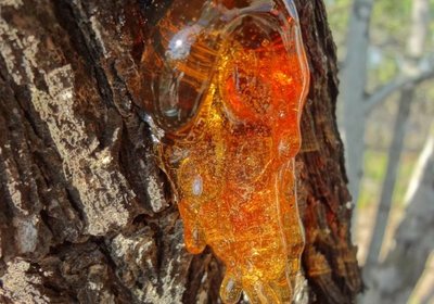 tree-sap-pyzrvr7iw4mxpc15h90yj4yu6g36syu17ersmfao8g
