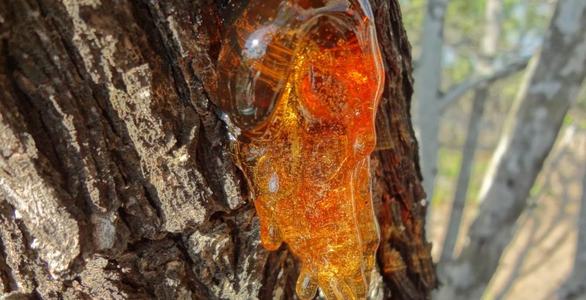tree-sap-pyzrvr7iw4mxpc15h90yj4yu6g36syu17ersmfao8g
